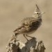 Crested Lark