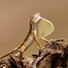 Fan Throated Lizard