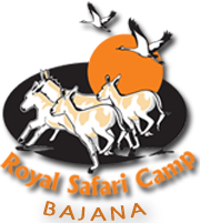 Royal Safari Camp - Bajana